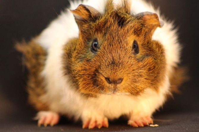 Učestalost velike nužde kod zamorca