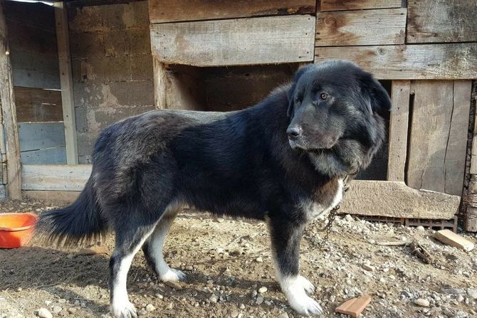 Silvan pas srpskih vitezova