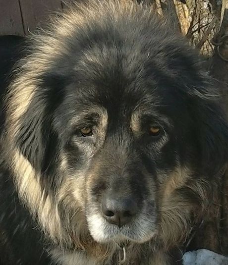 Silvan pas srpskih vitezova