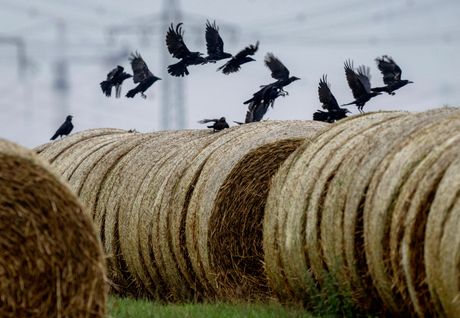 Nemačka ptice, seno, priroda