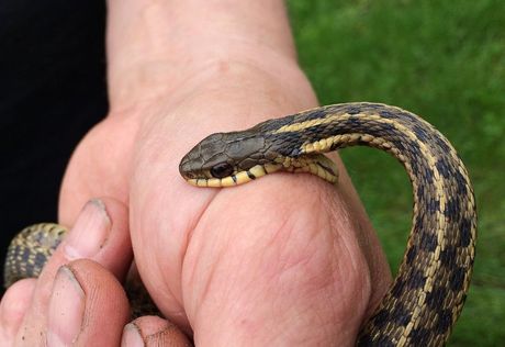Ujed zmije kućnog ljubimca