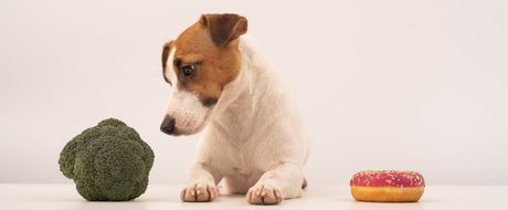 Pas prekomerna težina