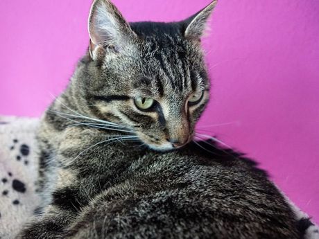 Mačka povraćanje hrane