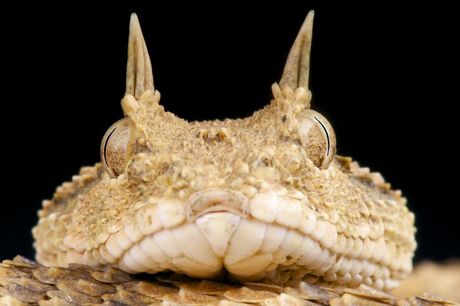 10 najčudnijih zmija na svetu