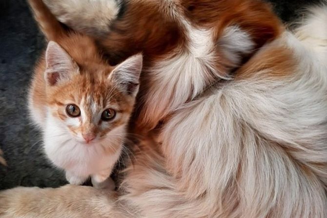 Usvajanje mladunaca u svetu životinja