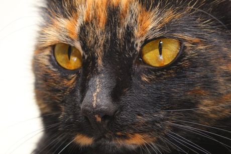 Mačke sa krznom u boji kornjačevine