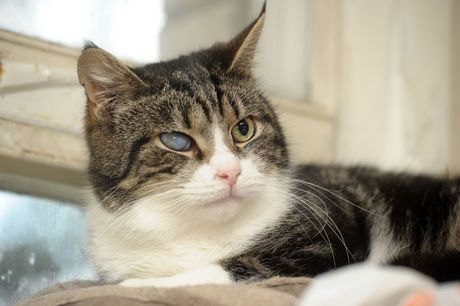 Najčešće očne bolesti kod mačaka