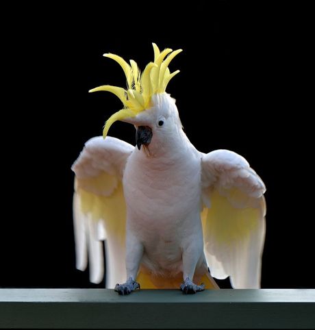 Kako najlakše naučiti pticu da igra