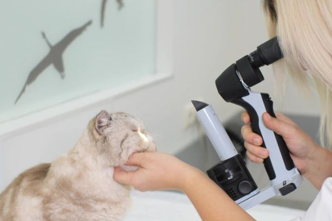 Najčešće očne bolesti kod mačaka