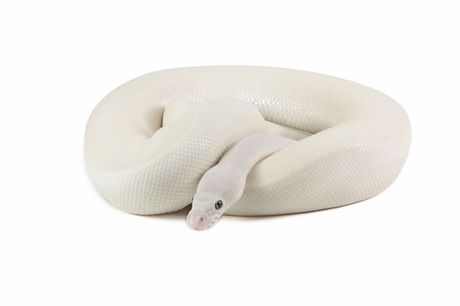 Zmije sa plavim očima