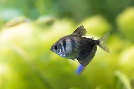 Crna tetra
