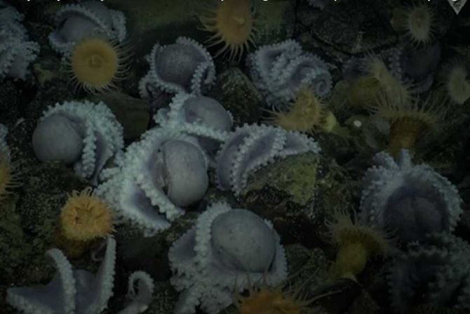 Oktopodska bašta, oktopodi