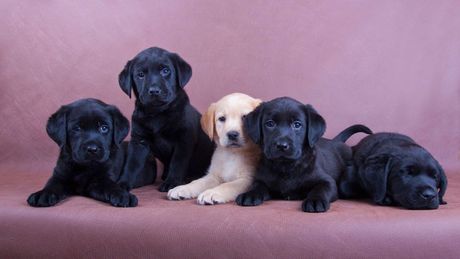 Međunarodni dan pasa 26. avgust