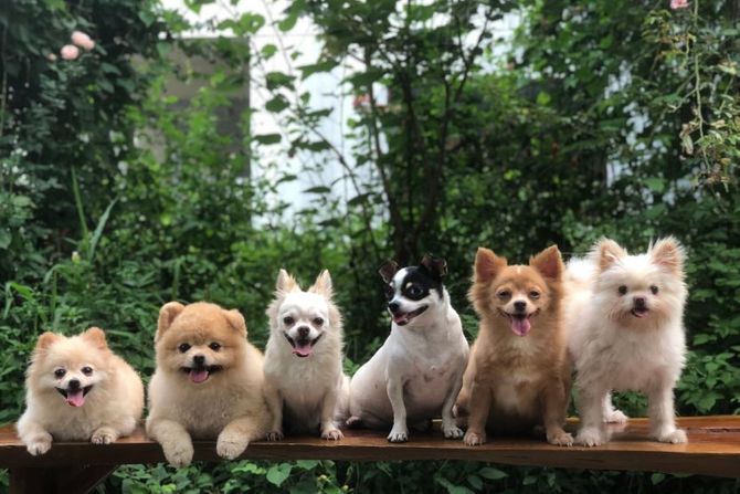 Međunarodni dan pasa 26. avgust