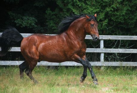 Najređe rase konja na svetu