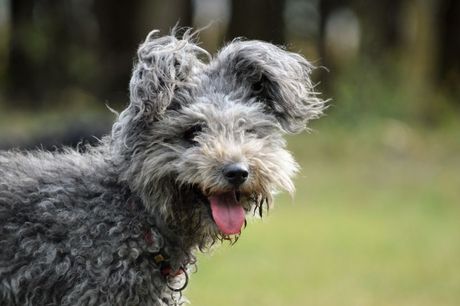 Pumi