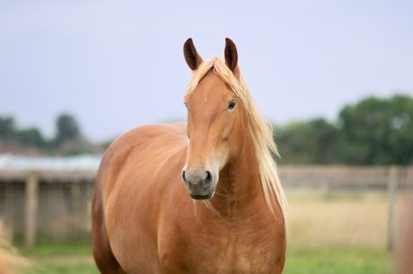 Najređe rase konja na svetu