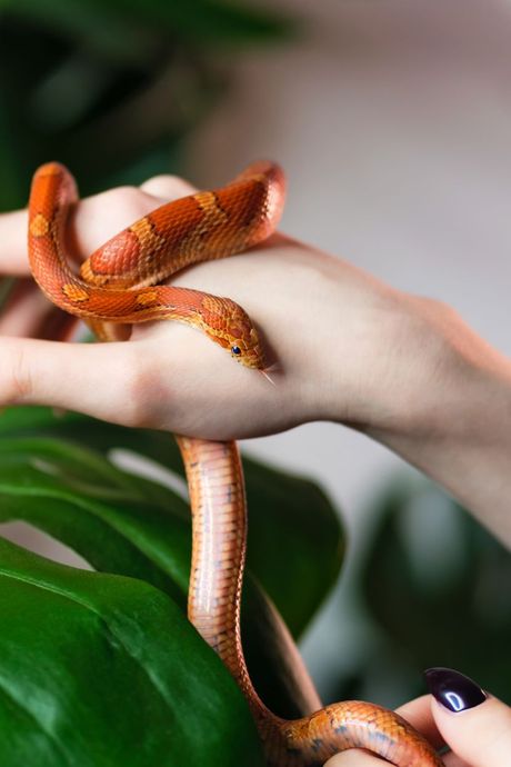 Zmije i prepoznavanje vlasnika