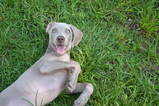 Psi valjanje u travi