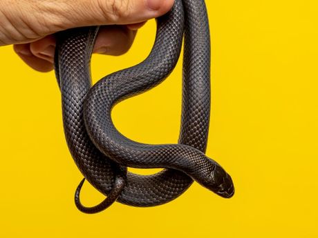Najtraženije crne zmije