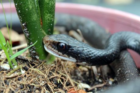 Najtraženije crne zmije