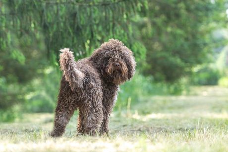 Babre francuski vodeni pas