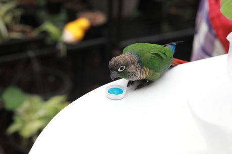 Kućni ljubimci i klimatske promene