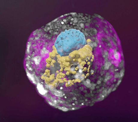 Embrion, model embriona, sintetički embrion