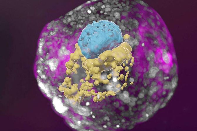 Embrion, model embriona, sintetički embrion