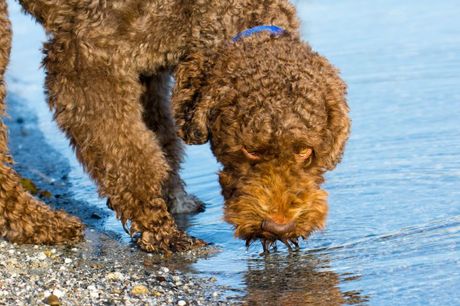 Babre francuski vodeni pas