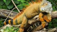 Iguana naraste i do dva metra: Da li ste spremni na obavezu punu krljušti koja traje 20 godina?