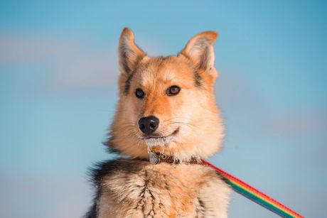 Udomljavanje pasa i pravilo 333