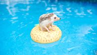 Zna li jež da pliva i kako da ga zaštitite od davljenja
