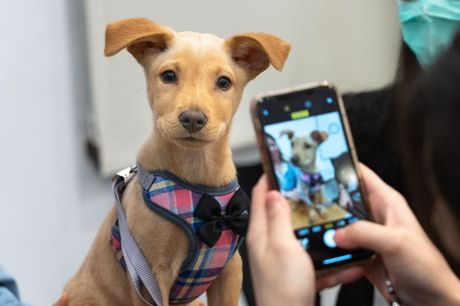 Udomljavanje pasa i pravilo 333