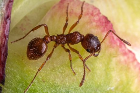 Solenopsis invicta, crveni vatreni mrav