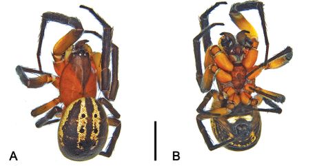 Pauk, Venomius tomhardyi