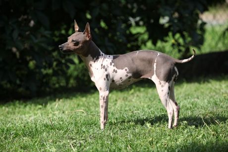 Top 5 bezdlakih rasa pasa