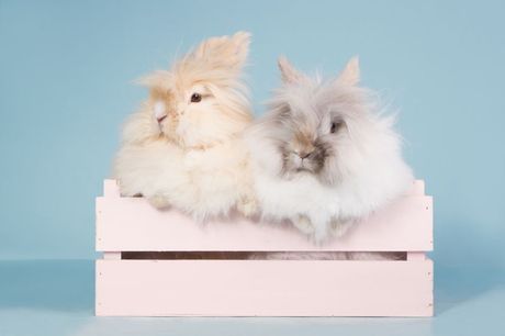 Tedi patuljasti kunići