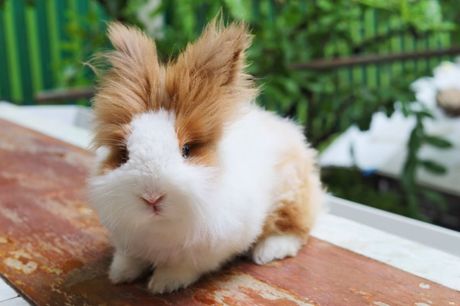 Tedi patuljasti kunići