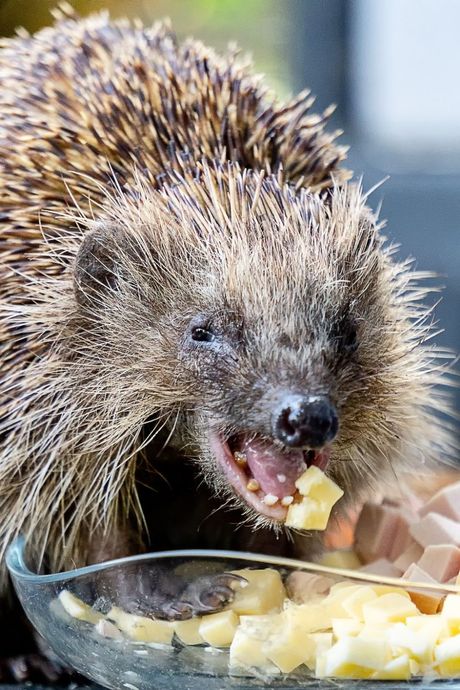 Voće u ishrani ježa