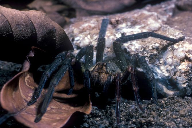 Phoneutria nigriventer, lutajući brazilski pauk