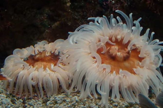 morske sase, morska sasa, sea anemone