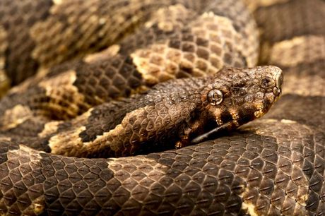 Zmije koje liče na zvečarke