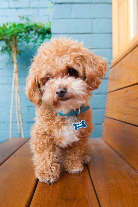 Rase pasa koji ostaju mali celog života