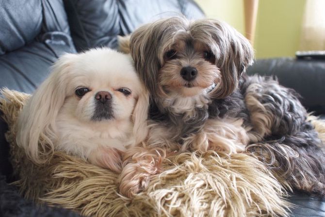 Rase pasa koji ostaju mali celog života