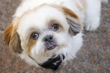 Rase pasa koji zauvek ostanu mali