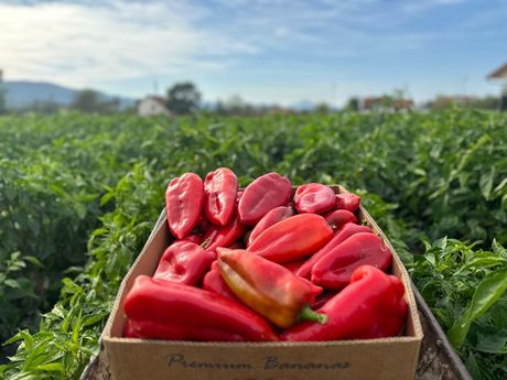 Danina džinovska paprika, Čačak