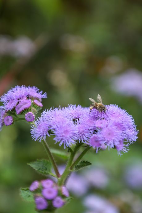 Pčelarsko domaćinstvo Milić, Radalj