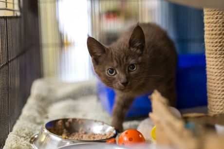 Dan mačaka iz azila