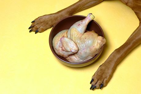 Najopasniji predmeti i namirnice koje pas guta